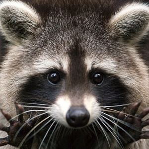 Meet your Posher, Lina